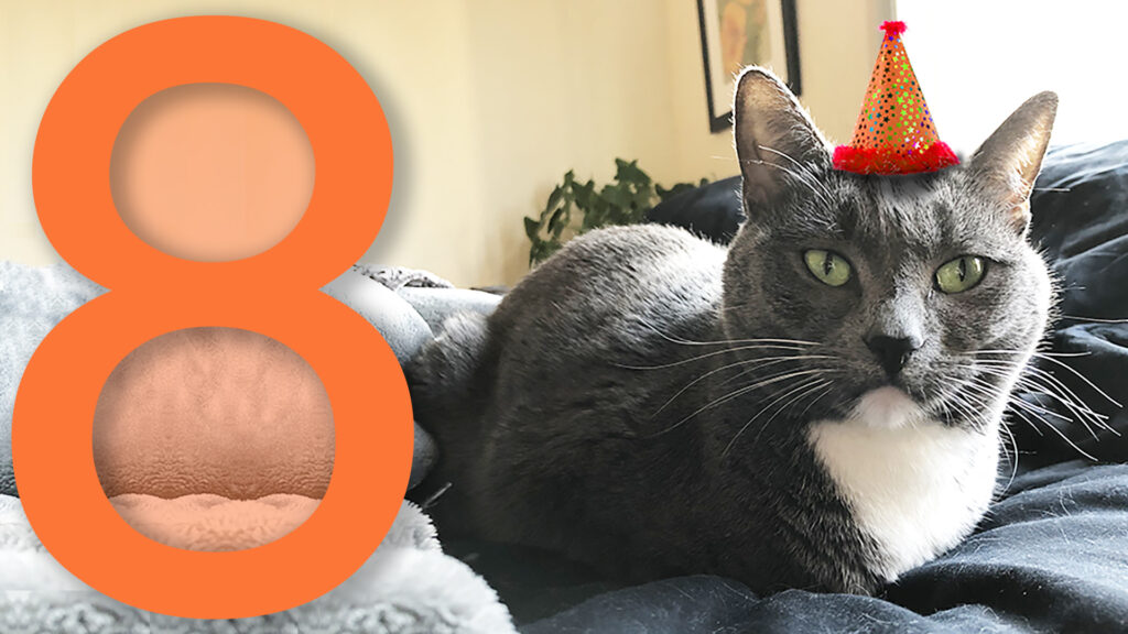 Photograph of my gray-and-white tuxedo cat, "Eights," lying on a gray comforter. She has a tiny orange party hat badly photoshopped onto her head and is staring at the view with intense light green eyes. In the left third of the image is a huge numeral "8" with a large but gentle drop shadow.