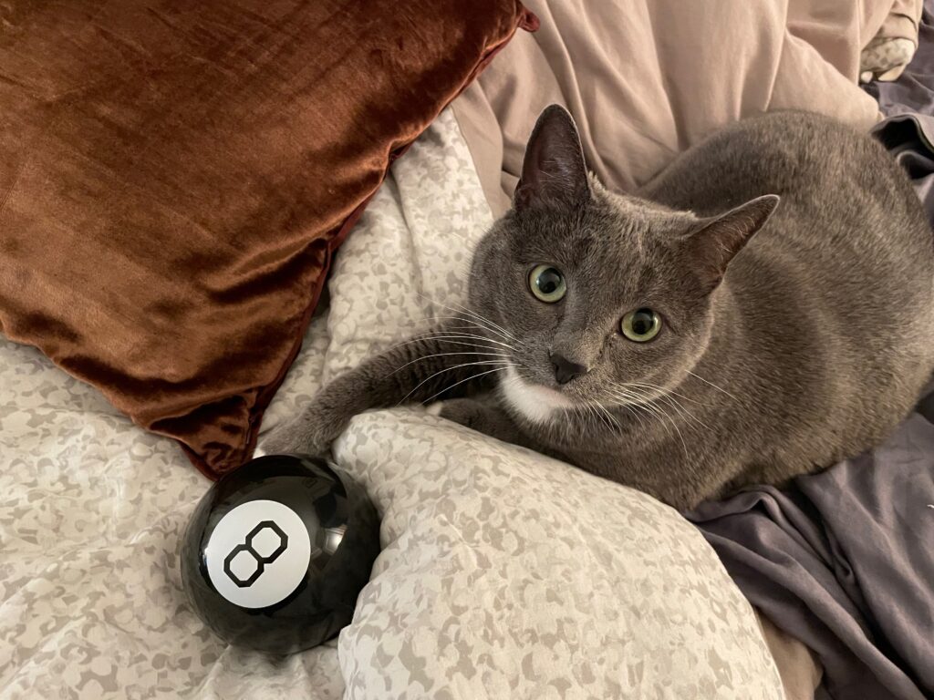 Photo of my gray-and-white tuxedo cat, Eights, on a bed, with paw outstretched towards a Magic Eight Ball. Top view. She is looking directly at the viewer with light green eyes.