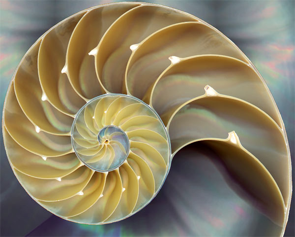 Cross-section of nautilus shell