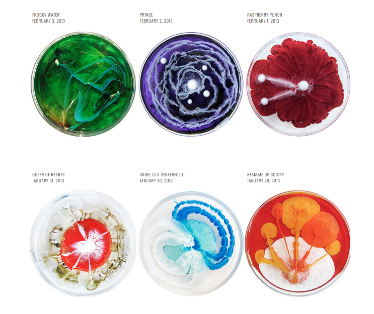 Petri dishes with colorful growths