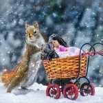 Squirrel pushing teddybears around in a perambulator.