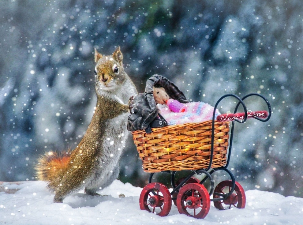 Squirrel pushing teddybears around in a perambulator.