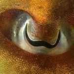 Cuttlefish eye