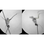 Fluoromicrometry of bat in flight