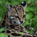 Amazonian maragay (wild felid)
