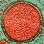 Extremophile bacteria