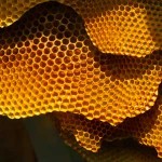 Honeycomb