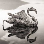 Calcified bird