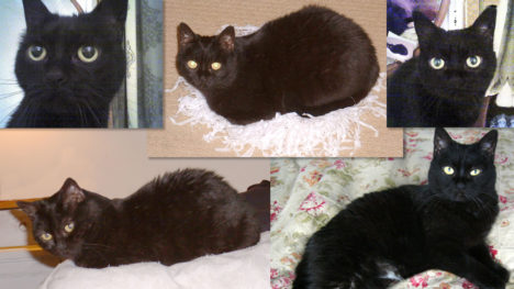 Collage of photos of Lucy the black cat