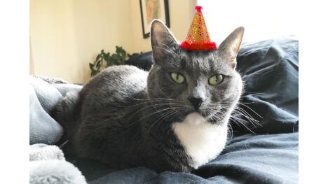 My gray-and-white tuxedo cat "Eights" lying on a gray comforter. She has a tiny orange party hat badly Photoshopped onto her head and is looking directly at the viewer.