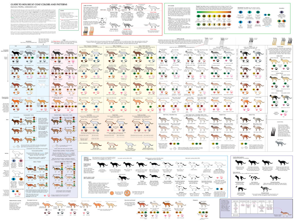 Complex chart: "Guide to Housecat Coat Colors and Patterns." Leftmost column: Solid/Self/One-color in various hues; Tortoiseshell/Tortie - red and black in large patches; Tortoiseshell and White; Calico - black, red and white in large patches. Second column: Tabby - main color with stripes of darker color; Patched Tabby/Tabby-Tortie/Torbie - black, red and light red in smaller patches; Patched Tabby and White/Torbie and White; Patterned Calico/Calico Tabby; Caliby. Third column: Colorpoint - face, paws and tail darker than body. From most to least different between points and body: Point/Siamese/Himalayan; Mink/Tonkinese; Sepia, Solid/Burmese. Row below: Piebald/Bicolor/White-spotted, from least to most white. Color is on back, white starts on chest and toes and proceeds upwards. Bottom row: Abyssinian/Somali/Singapura - Ticked Tabby coat in various colors, with darker points. (Ticked coat has hairs that are darker on the ends.) Fourth column: Tipped colors: white or yellowish hair shaft with colored tip. Chinchilla/Shell white hair shaft with very end of hair shaft colored; Shaded - hair shaft is 1/4 colored, darkest on back, creating a gradation; Smoke, 1/2 of hair shaft colored, coat appears solid with white ruff; Golden Series, same as above but with golden hair shaft.