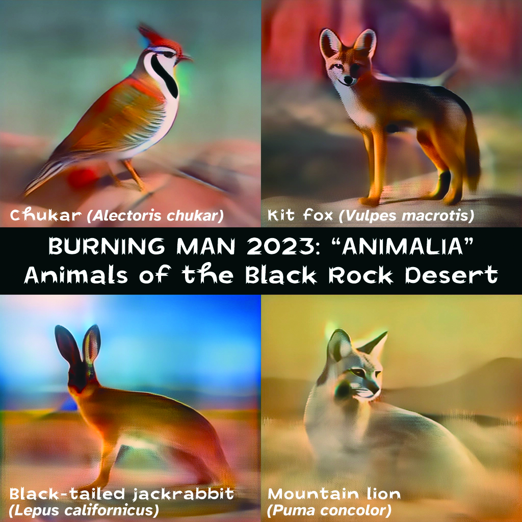 The design is divided into 2x2 rectangles, with a horizontal bar taken out in the middle. Each rectangle has a soft, blurred, clearly AI generated image of an animal. Text reads, L to R and top to bottom: "Chukar (Alectoris chukar)"; "Kit fox (Vulpes macrotis)"; "Black-tailed jackrabbit (Lepus californicus)" and "Mountain lion (Puma concolor)." White type in the black band across the middle says: "BURNING MAN 2023: "ANIMALIA" [line break] Animals of the Black Rock Desert
