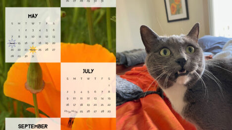 Left half: calendar with Calfornia poppies as background. Right half: gray-and-white meowing cat