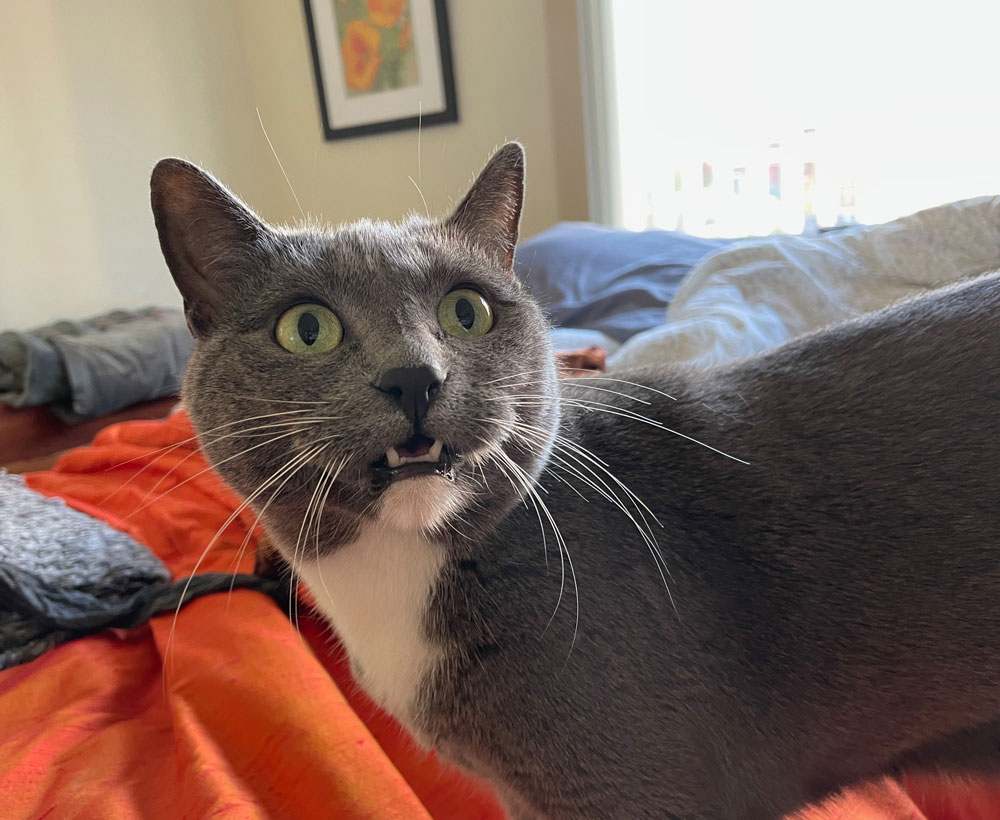Horizontal photo of gray-and-white cat cat with green eyes, front half from belly up. Cat has mouth slightly open as if meowing. Background is bright orange bedspread with gray sheets. Framed illustration of California poppies on blurred far wall.