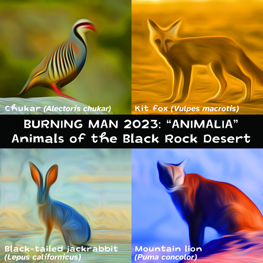 The design is divided into 2x2 rectangles, with a horizontal bar taken out in the middle. Each rectangle has a soft, blurred image of an animal. Text reads, L to R and top to bottom: "Chukar (Alectoris chukar)"; "Kit fox (Vulpes macrotis)"; "Black-tailed jackrabbit (Lepus californicus)" and "Mountain lion (Puma concolor)." White type in the black band across the middle says: "BURNING MAN 2023: "ANIMALIA" [line break] Animals of the Black Rock Desert