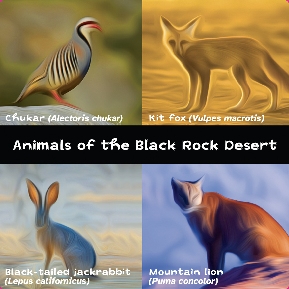 The design is divided into 2x2 rectangles, with a horizontal bar taken out in the middle. Each rectangle has a soft, blurred image of an animal. Text reads, L to R and top to bottom: "Chukar (Alectoris chukar)"; "Kit fox (Vulpes macrotis)"; "Black-tailed jackrabbit (Lepus californicus)" and "Mountain lion (Puma concolor)." White type in the black band across the middle says: "Animals of the Black Rock Desert."