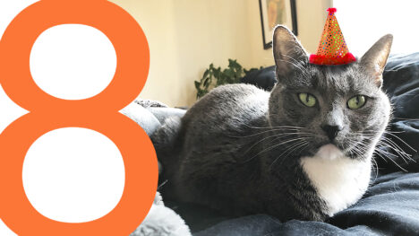 In the left column of the image, a huge orange number "8" overlaps the rest of the image. In the center and right columns, my gray-and-white tuxedo cat "Eights" is lying on a gray comforter. She has a tiny orange party hat badly Photoshopped onto her head and is looking directly at the viewer.