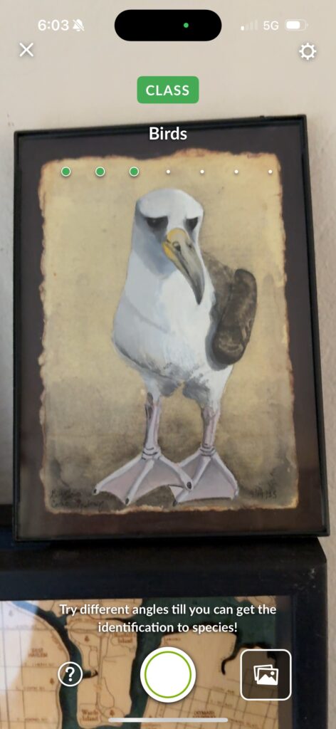 Birds (painting of seagull)