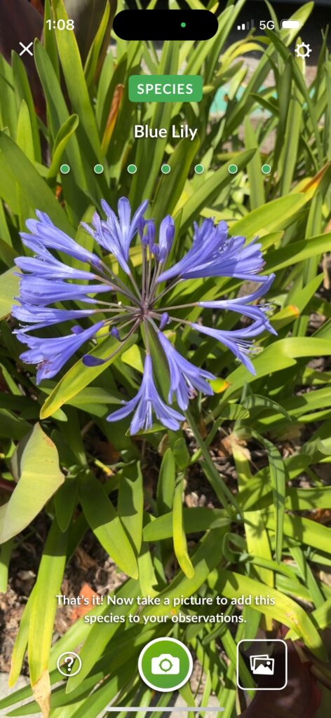 Blue Lily