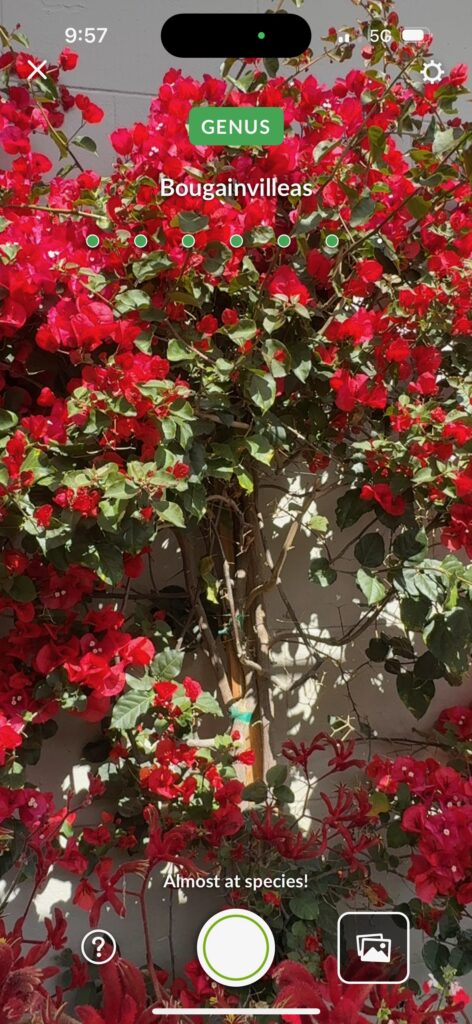 Bougainvilleas