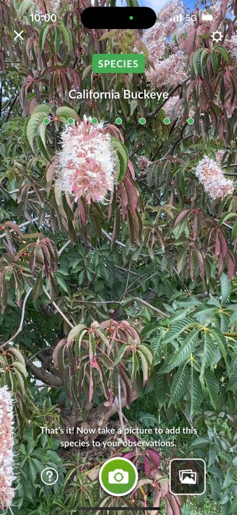California Buckeye 2