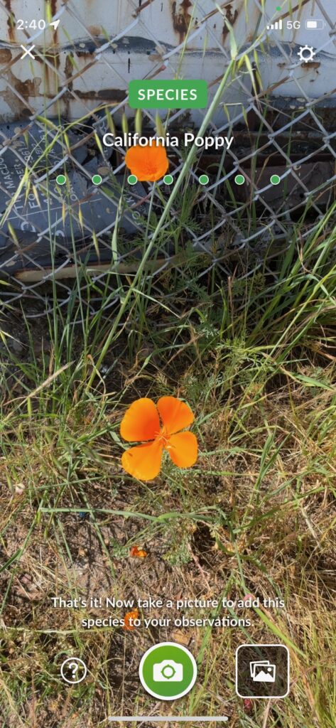 California Poppy