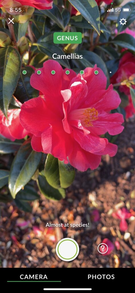 Camellias
