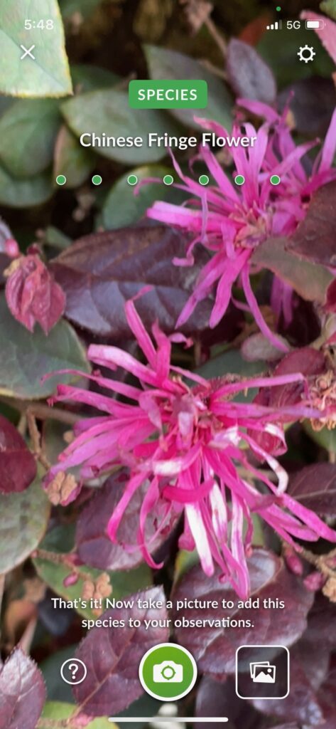 Chinese Fringe Flower