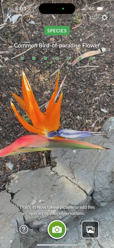 Common Bird-of-paradise Flower