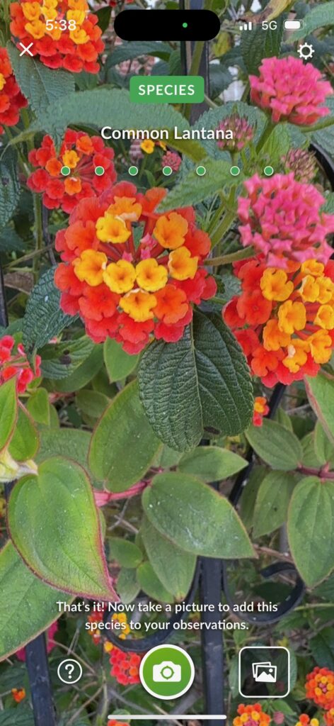 Common Lantana