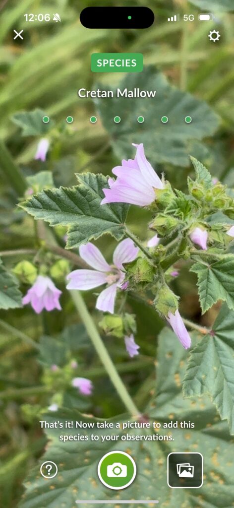Cretan Mallow