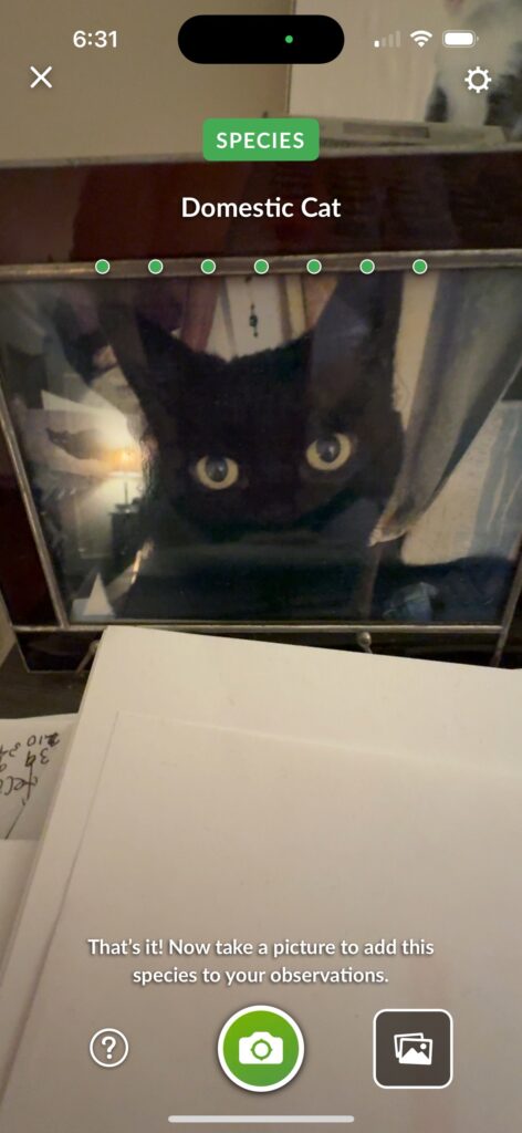 Domestic Cat - "Lucy" 1