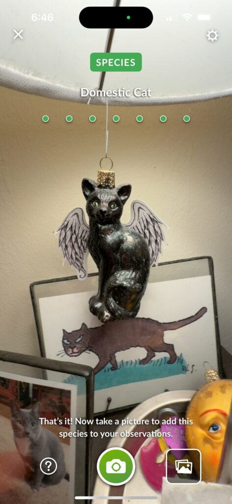 Domestic Cat - "Lucy" ornament