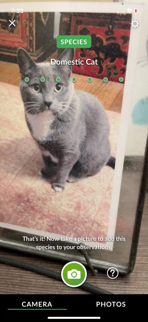 Domestic Cat - "Eights" 2