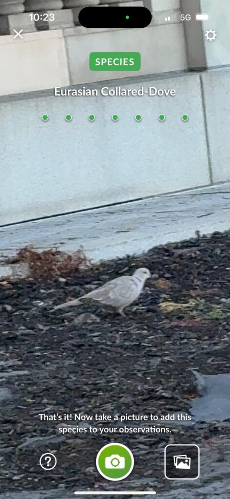 Eurasian Collared Dove