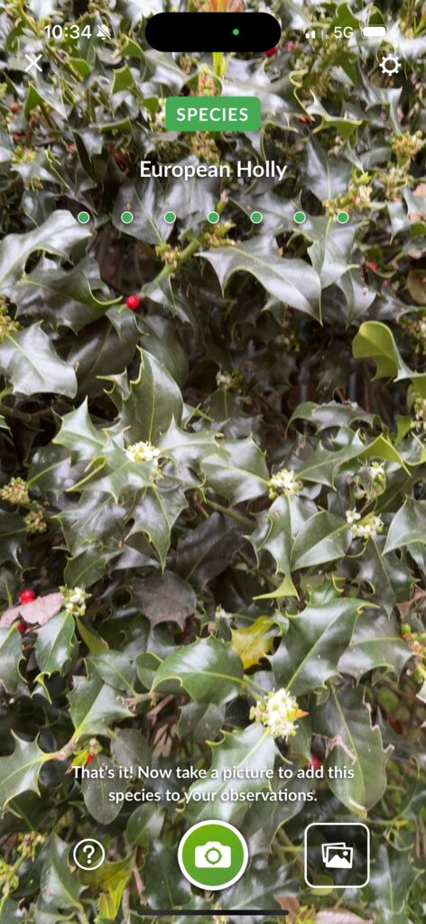 European Holly
