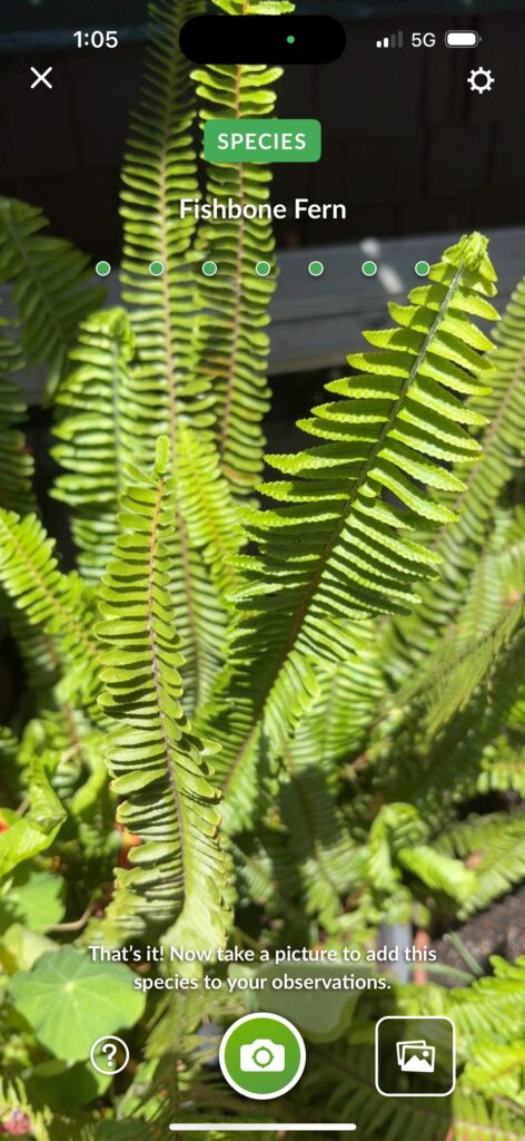 Fishbone Fern