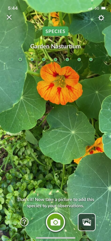 Garden Nasturtium 1