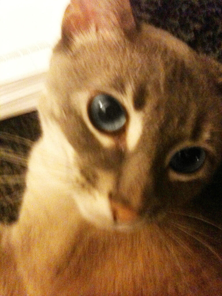 Photo of the head and shoulders of a beautiful cat looking directly at the viewer. She is taupe with blue eyes and a cream-colored chin and "eyeliner."