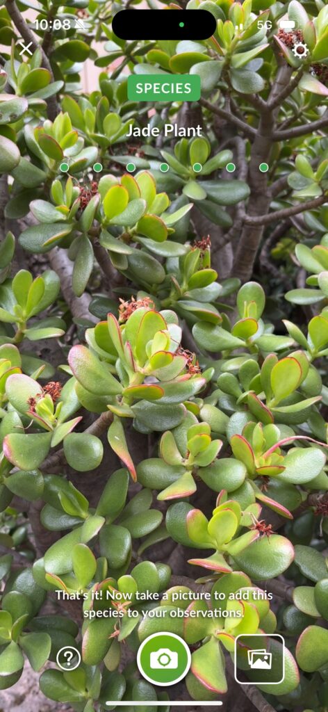 Jade Plant