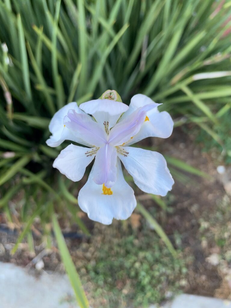 Large Fortnight Lily 2