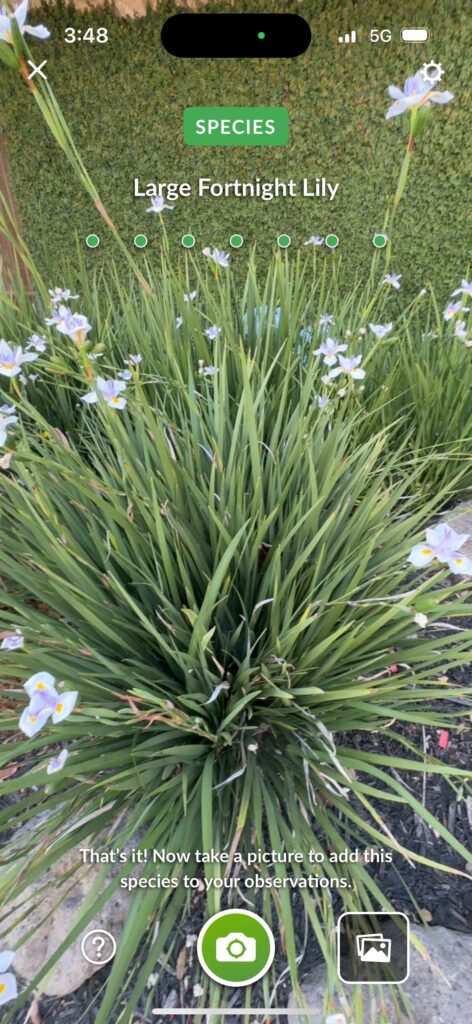 Large Fortnight Lily 1