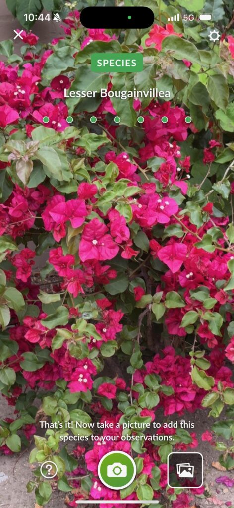 Lesser Bougainvillea