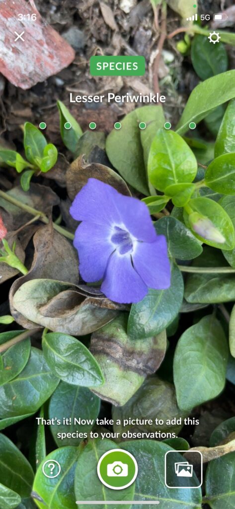Lesser Periwinkle 1