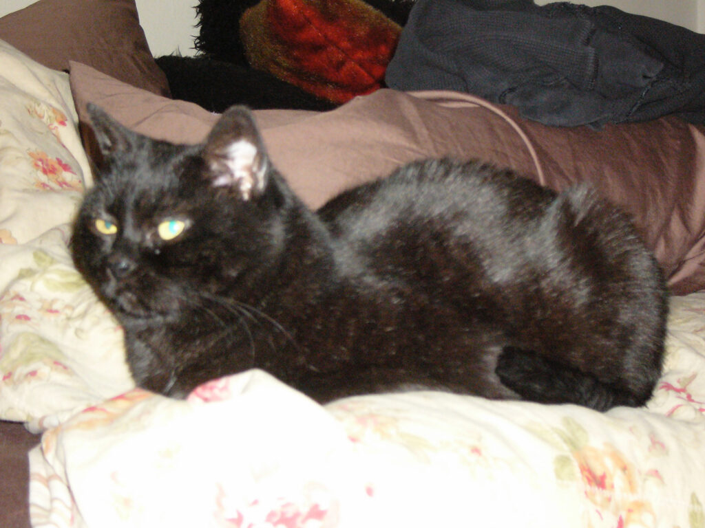 Photograph of a black cat with yellow-green eyes lying down, facing to the left, looking directly ahead. She's lying on a patterned bedspread in front of dark-colored pillows.