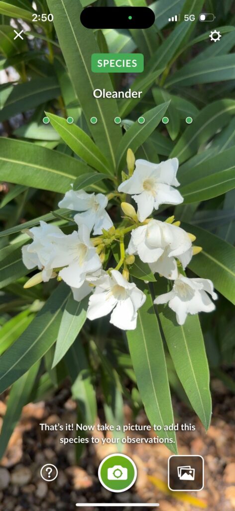 Oleander 2