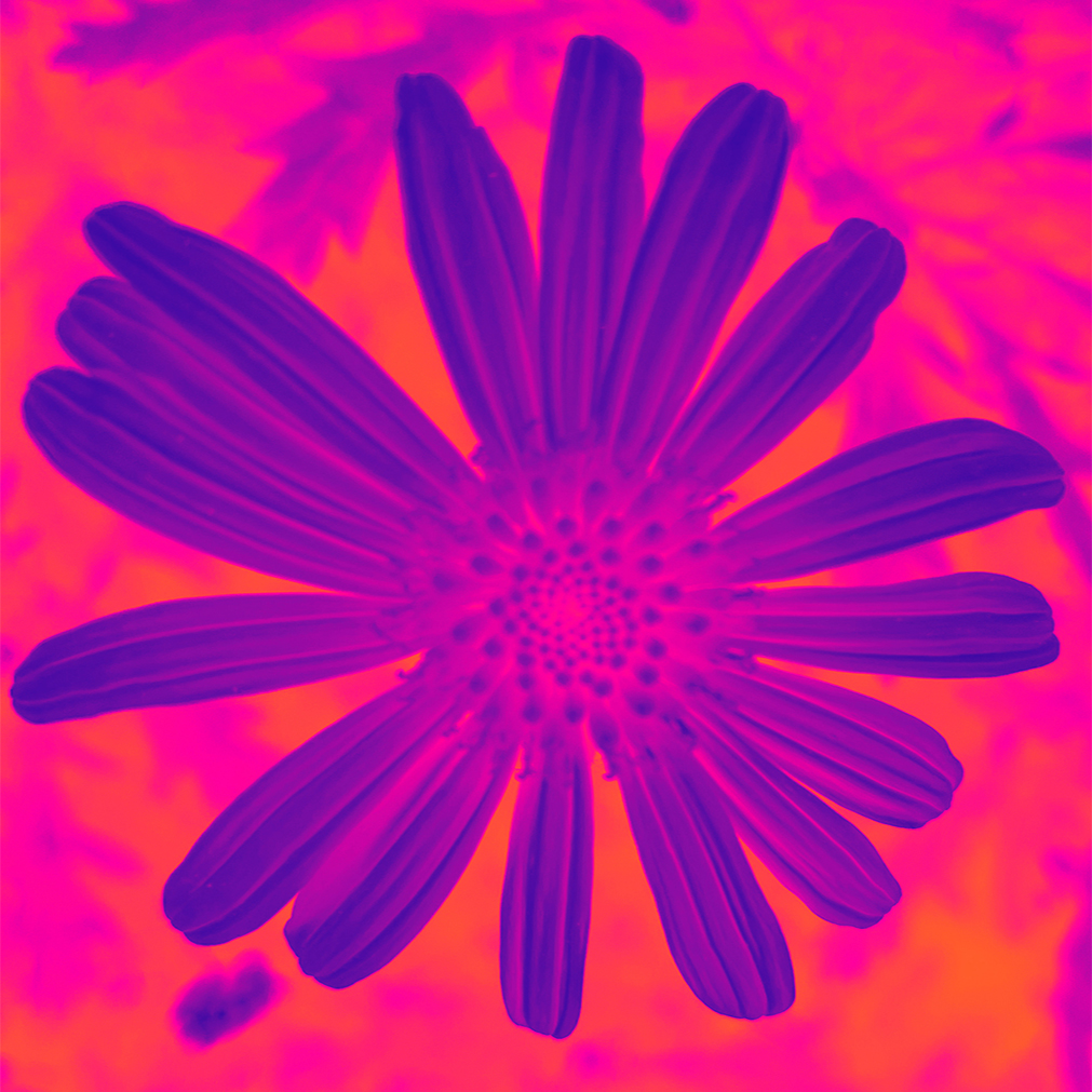 Photo of a single Paris Daisy, heavily color-manipulated so it's orange and magenta.