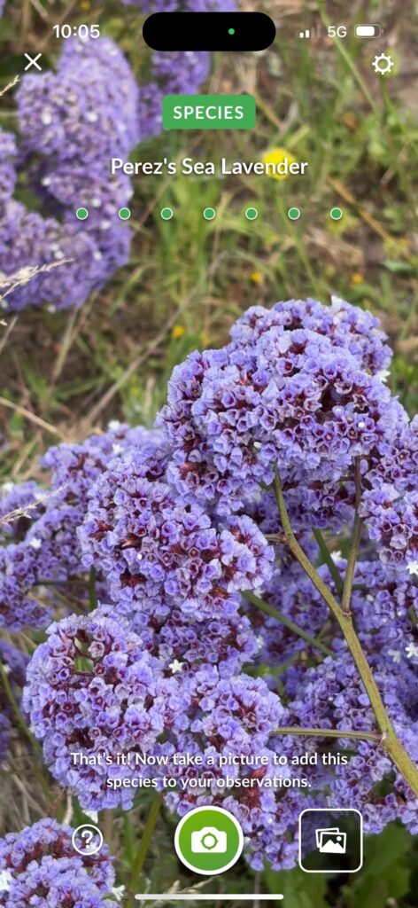 Perez's Sea Lavender
