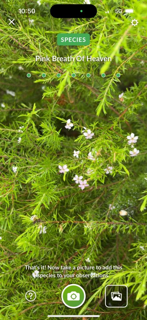 Pink Breath of Heaven 1