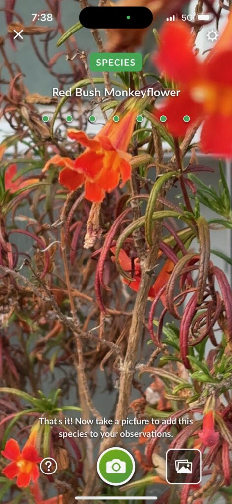 Red Bush Monkeyflower